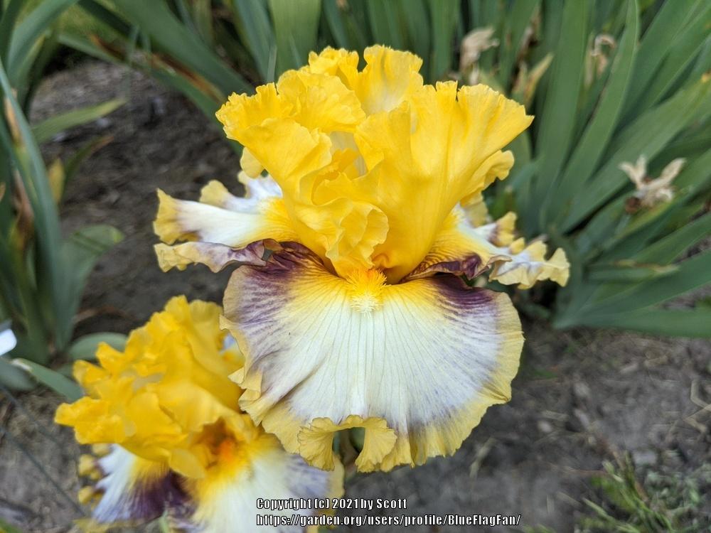 Photo of Tall Bearded Iris (Iris 'Colour Bazaar') uploaded by BlueFlagFan