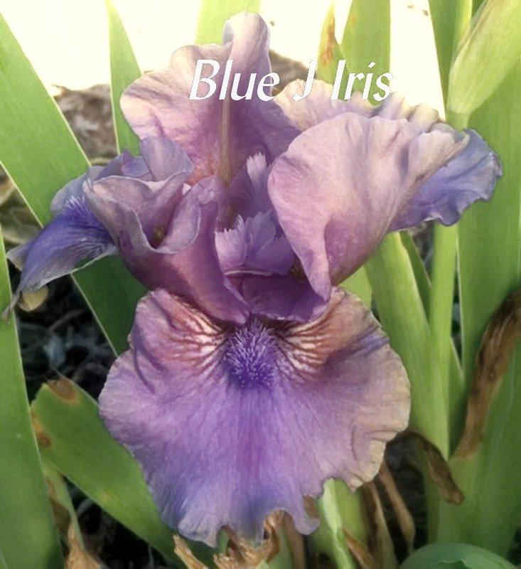 Photo of Standard Dwarf Bearded Iris (Iris 'Inner Space') uploaded by DaylilySLP