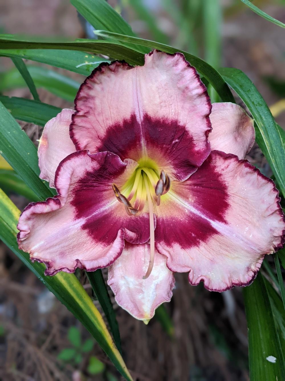 Photo of Daylily (Hemerocallis 'Edged in Red') uploaded by DixieSwede