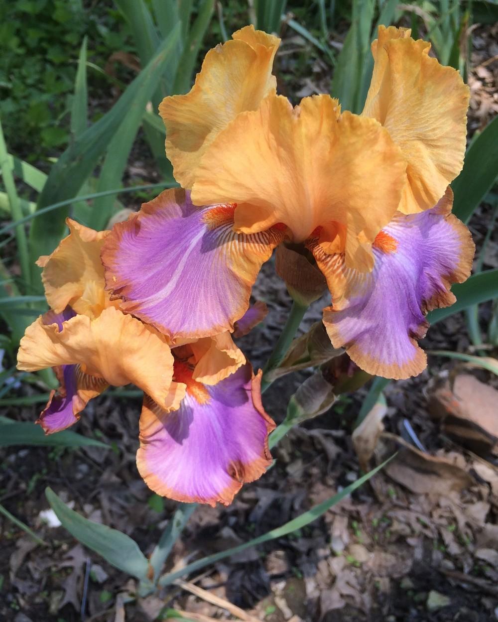 Photo of Tall Bearded Iris (Iris 'Grand Canyon Sunset') uploaded by DonnaKribs
