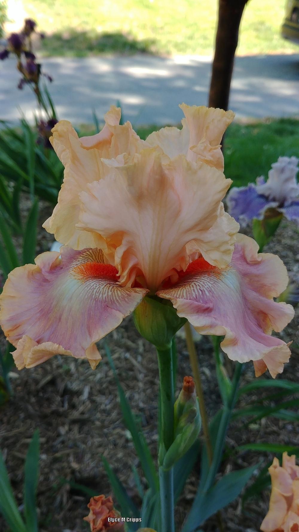 Photo of Tall Bearded Iris (Iris 'Cheyenne Sky') uploaded by ElyceC