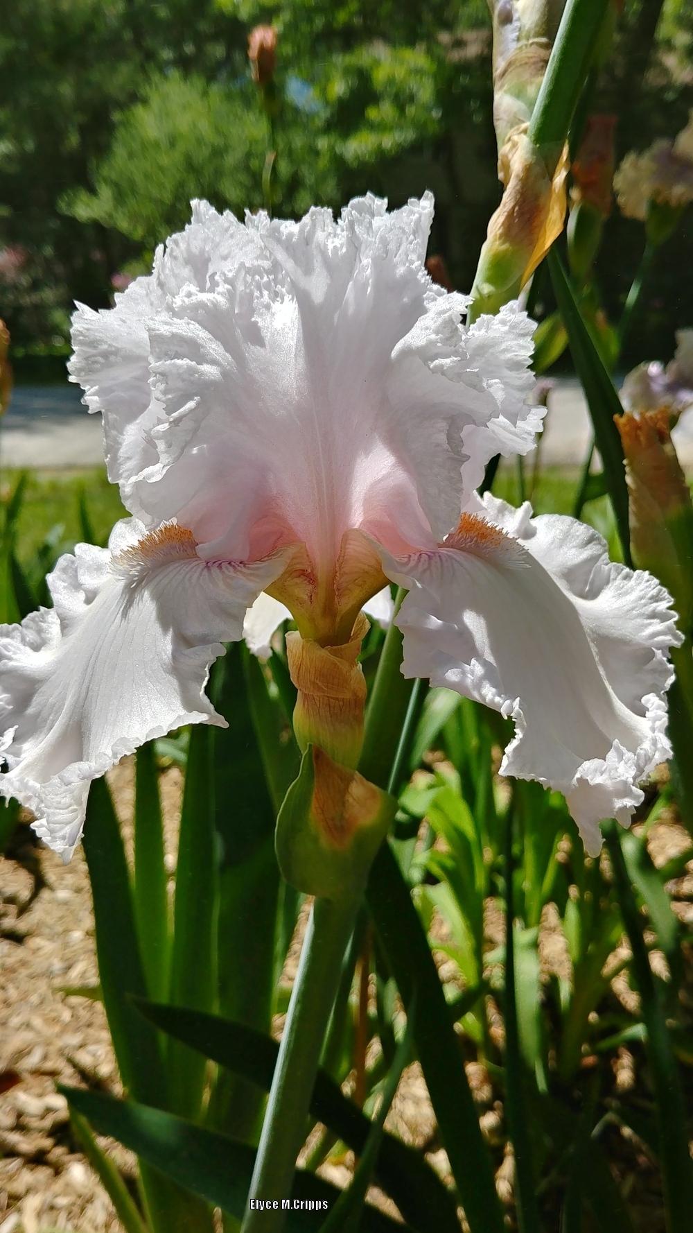 Photo of Tall Bearded Iris (Iris 'Strawberry Frosting') uploaded by ElyceC