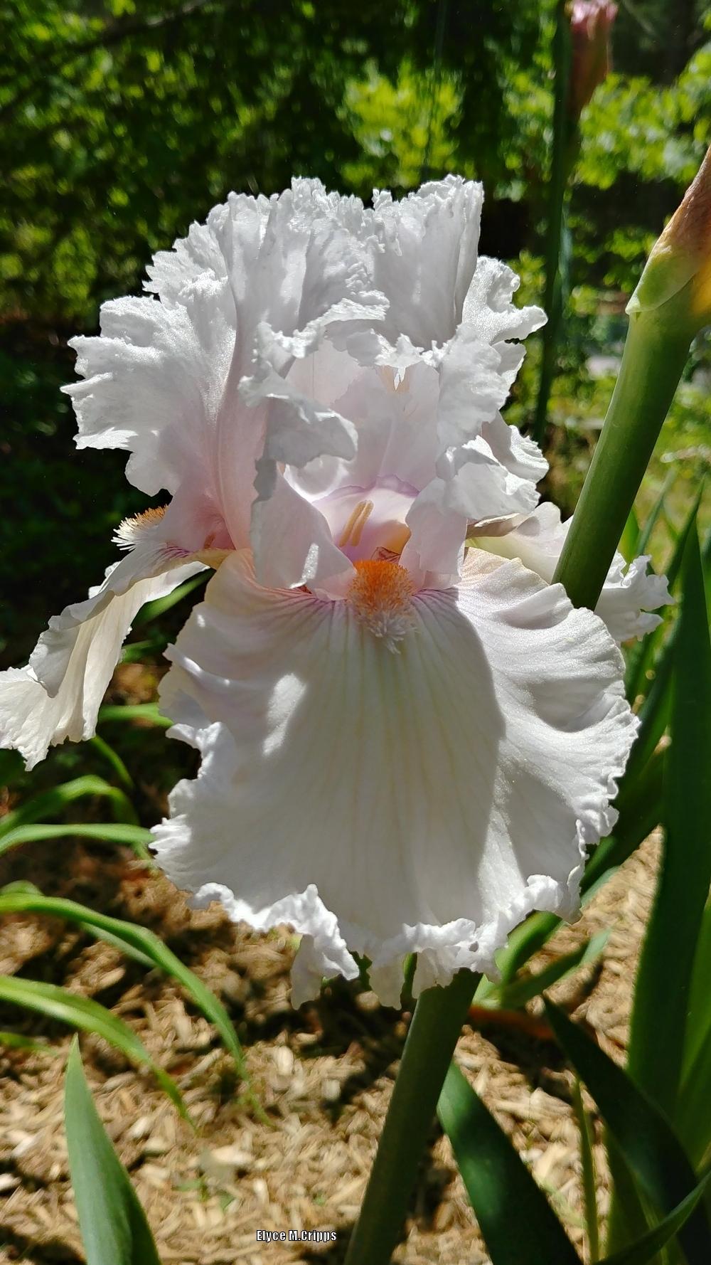 Photo of Tall Bearded Iris (Iris 'Strawberry Frosting') uploaded by ElyceC