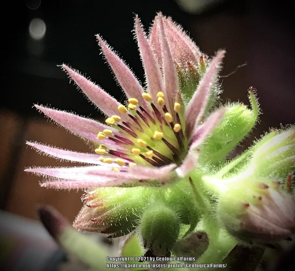 Photo of Hen and Chicks (Sempervivum 'Devils Touch') uploaded by GeologicalForms