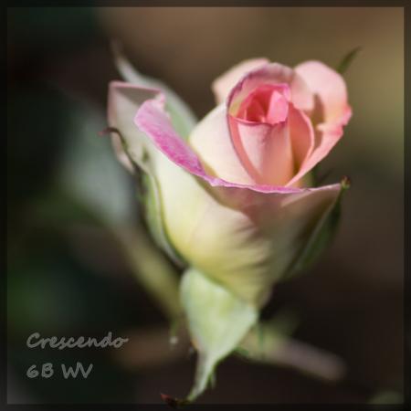 Photo of Rose (Rosa 'Crescendo') uploaded by MichelleB675