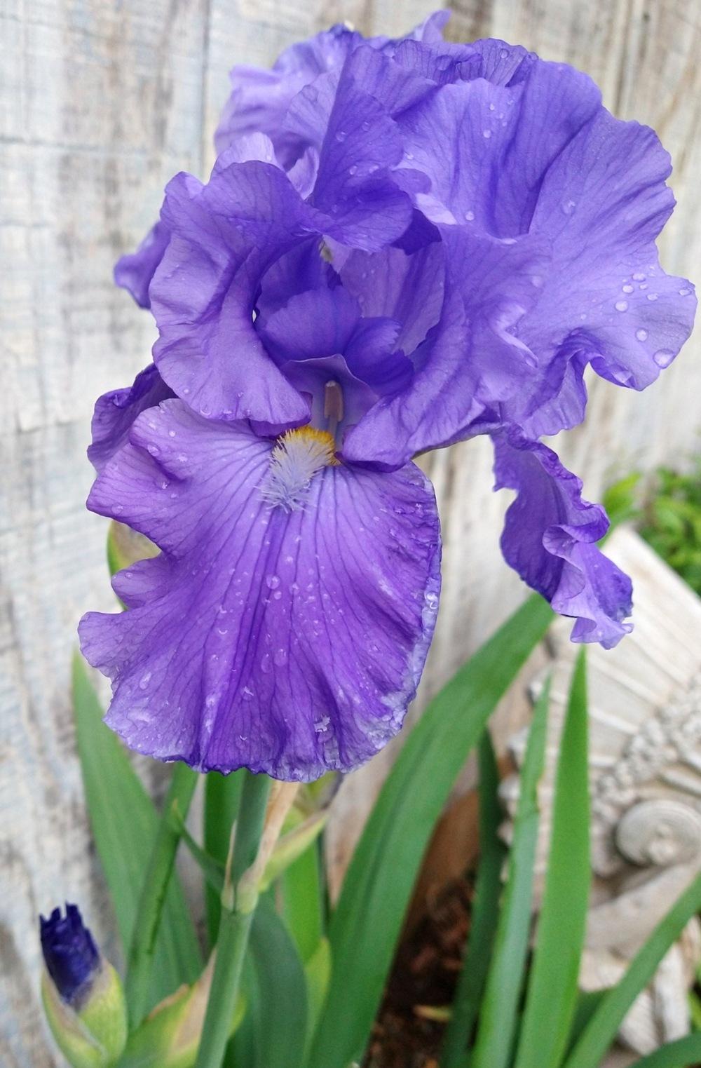 Photo of Tall Bearded Iris (Iris 'Feed Back') uploaded by ScarletBandit