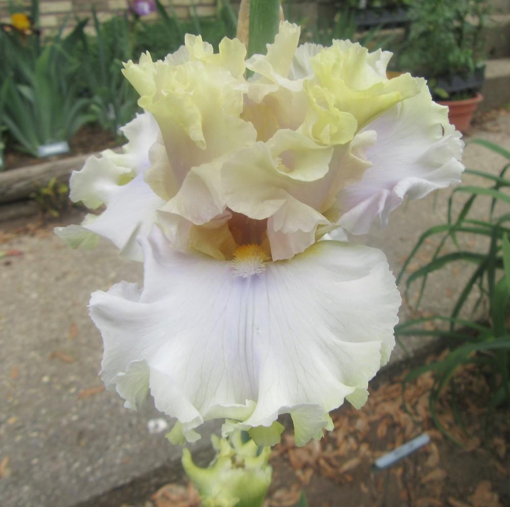 Photo of Tall Bearded Iris (Iris 'Gentle Manner') uploaded by tveguy3