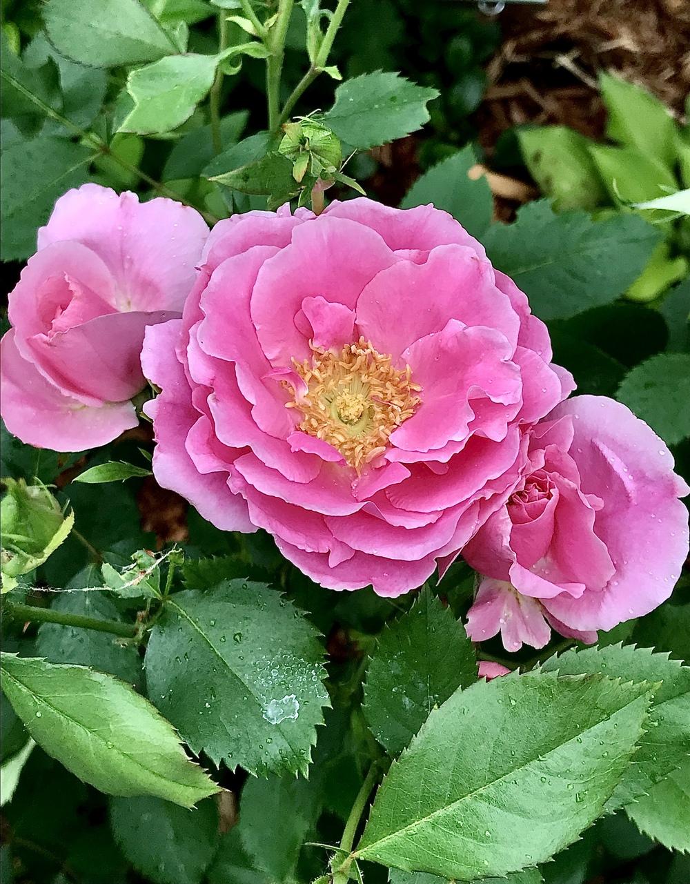 Photo of Rose (Rosa 'Carefree Beauty') uploaded by BeautifulRoots