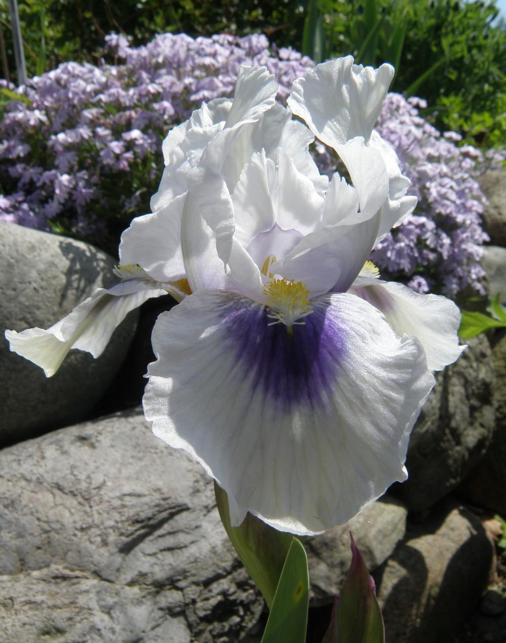 Photo of Arilbred Iris (Iris 'Desert Snow') uploaded by IrisLilli