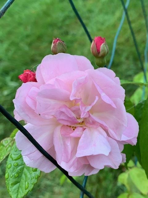 Photo of Hybrid Musk Rose (Rosa 'Cornelia') uploaded by IslandGarden