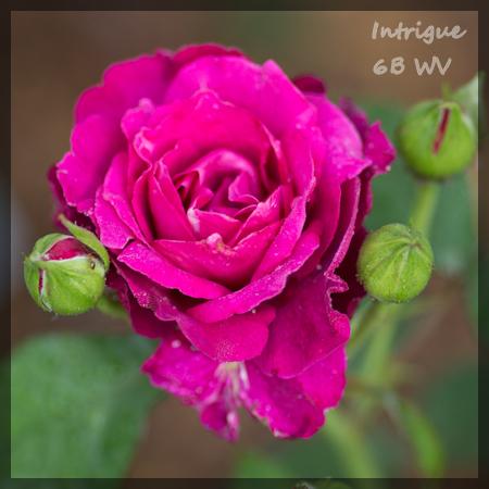 Photo of Rose (Rosa 'Intrigue') uploaded by MichelleB675
