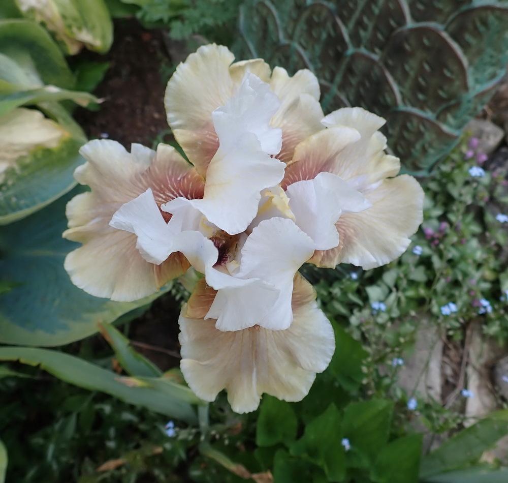 Photo of Tall Bearded Iris (Iris 'Guatemala') uploaded by Vals_Garden