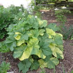 Location: Ontario, Canada
Date: 2021-06-06
In its third year as a variegated hollyhock