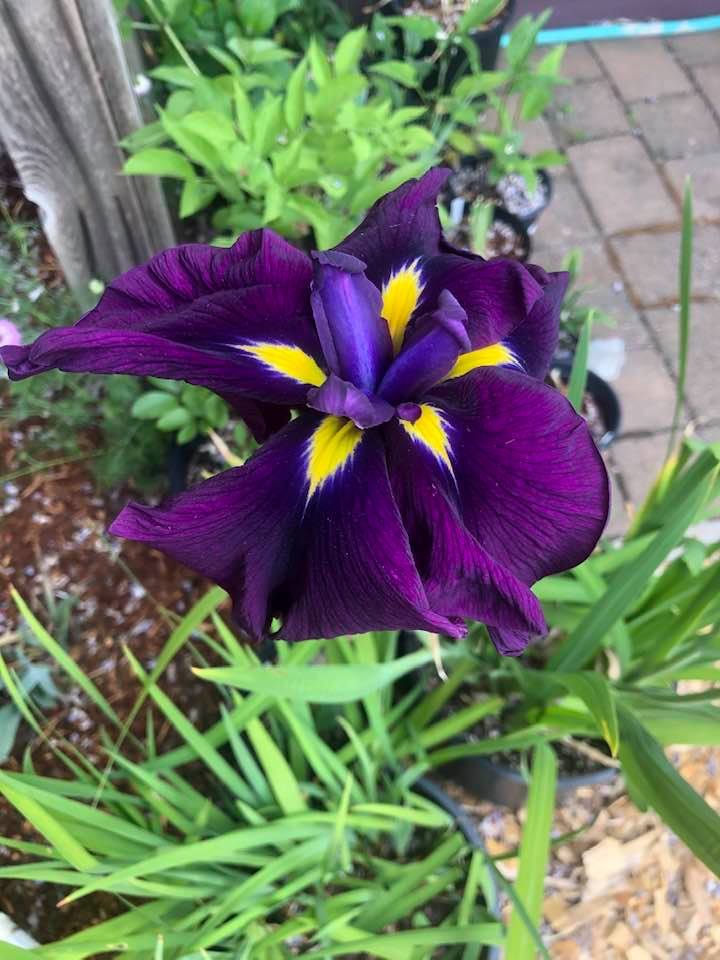 Photo of Japanese Iris (Iris ensata 'Good Omen') uploaded by hemerocallie