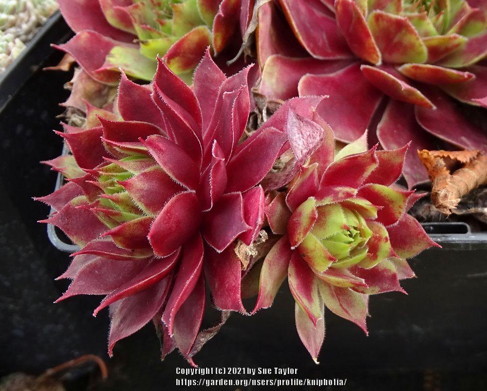 Photo of Hen and Chicks (Sempervivum 'Fuego') uploaded by kniphofia