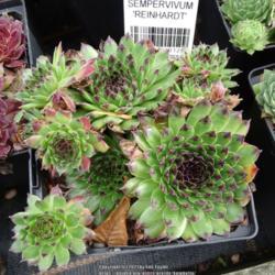 Location: RHS Harlow Carr, Yorkshire, UK
Date: 2018-10-07
In the plant sales area