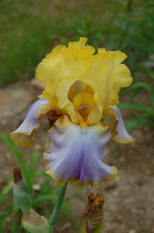 Photo of Tall Bearded Iris (Iris 'Oasis Cathy') uploaded by pixie62560