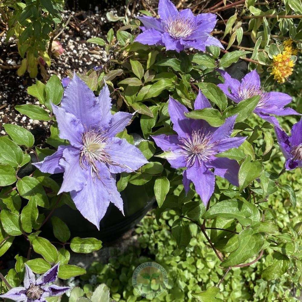 Photo of Clematis Bijou™ uploaded by springcolor