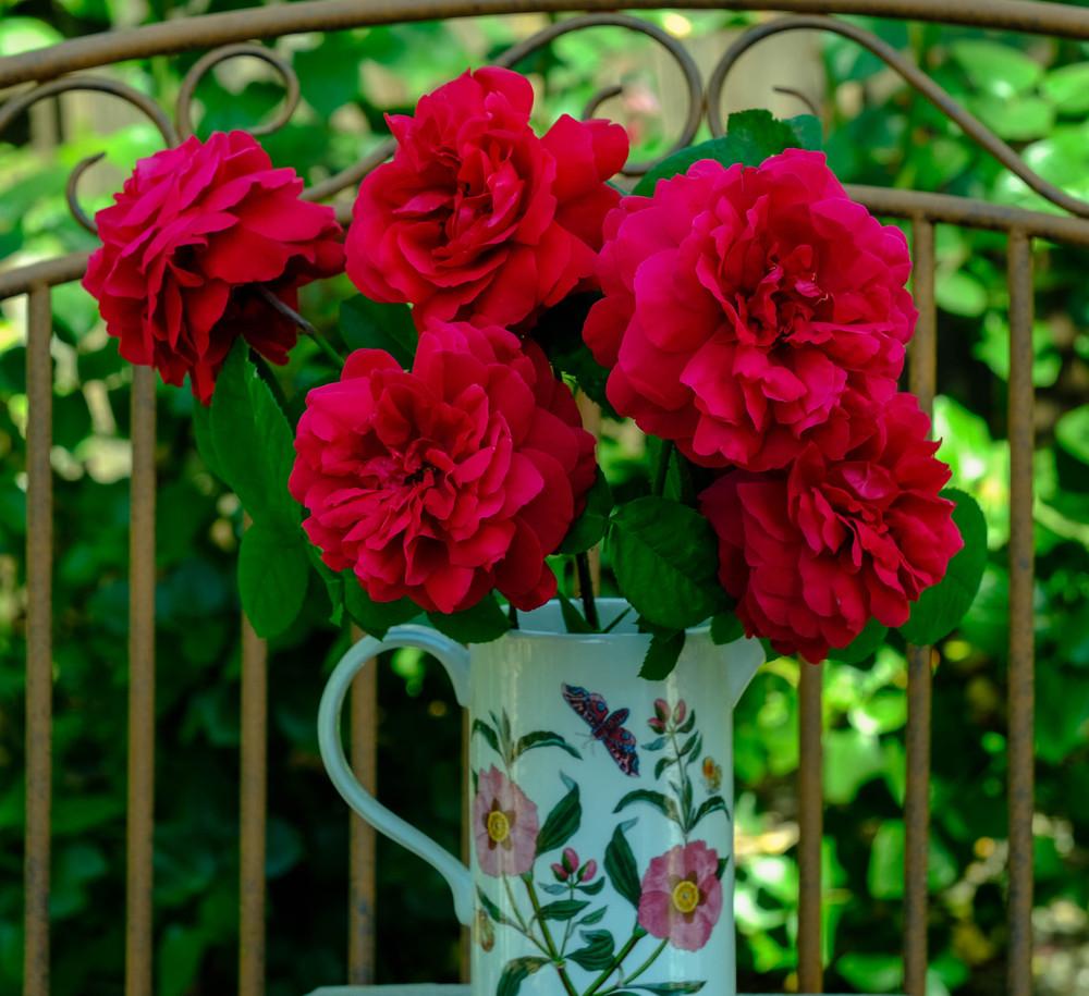 Photo of Rose (Rosa 'L. D. Braithwaite') uploaded by AnnKNCalif