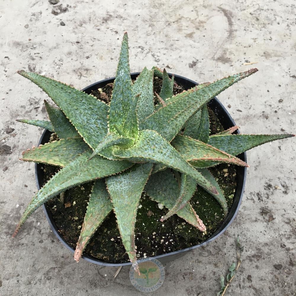 Photo of Aloe 'Lavender Star II' uploaded by BlueOddish