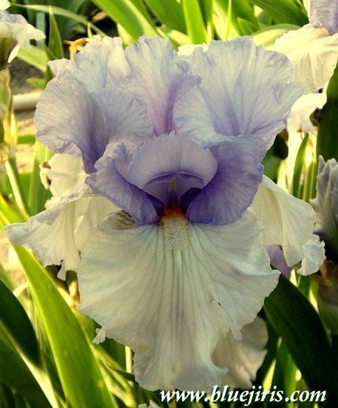 Photo of Tall Bearded Iris (Iris 'Upside Down') uploaded by DaylilySLP