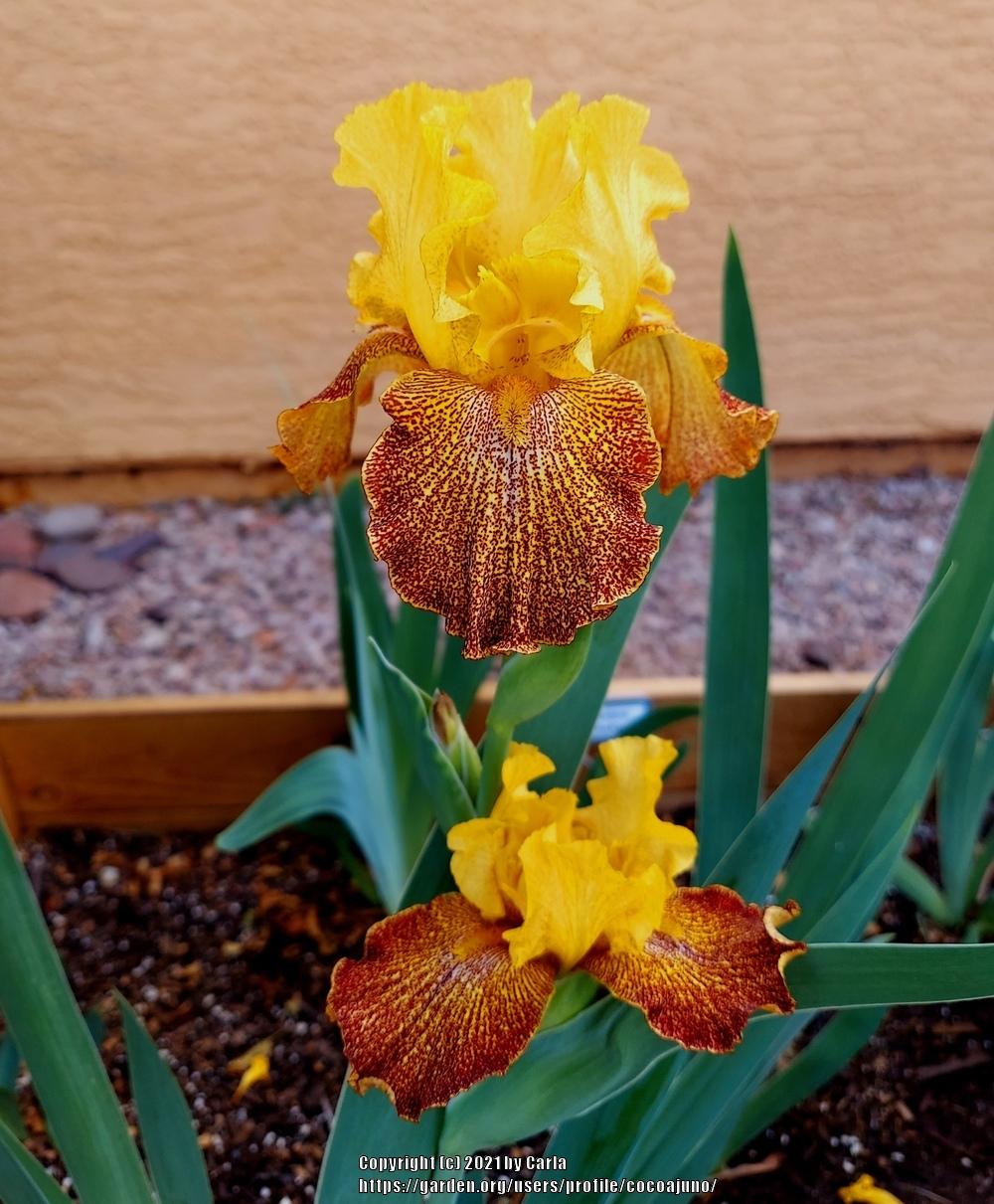 Photo of Tall Bearded Iris (Iris 'Jitterbug') uploaded by cocoajuno