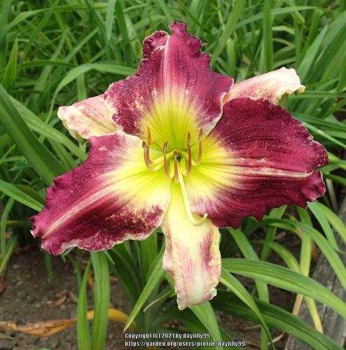 Thumb of 2021-06-08/daylilly99/1fb614