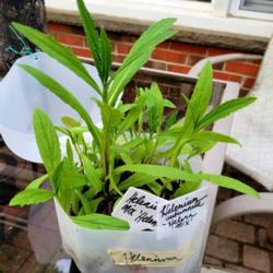 Location: Ann Arbor, Michigan
Date: 2021-06-07
Young Helenium, Winter Sown plants