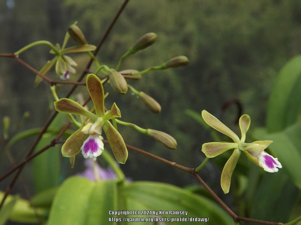 Photo of Florida Butterfly Orchid (Encyclia tampensis) uploaded by drdawg