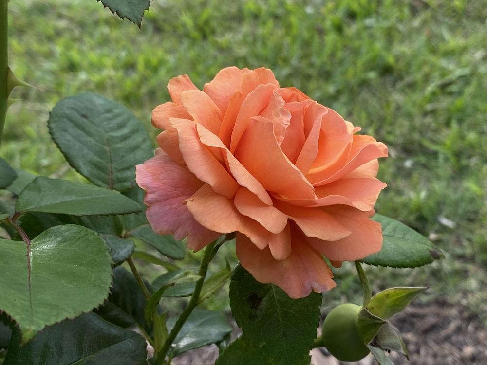 Photo of Rose (Rosa 'Easy Does It') uploaded by jon