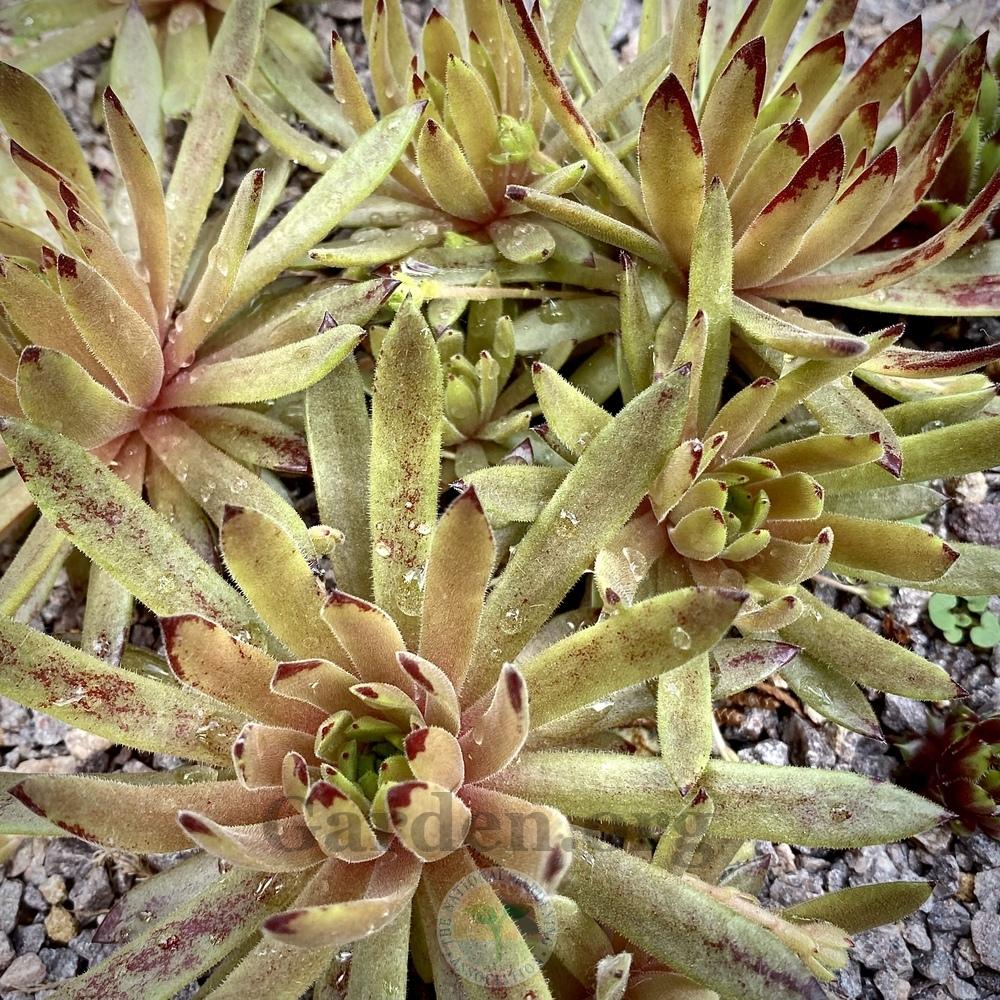 Photo of Hen and Chicks (Sempervivum 'Devils Touch') uploaded by springcolor