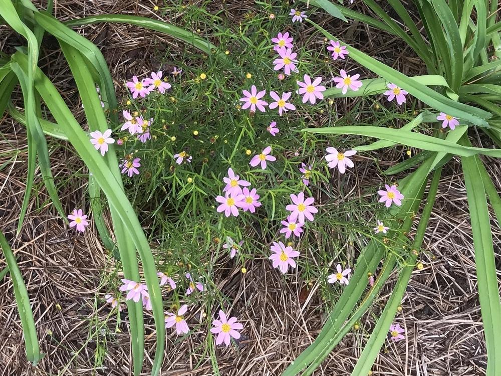 Photo of Threadleaf Coreopsis (Coreopsis rosea 'American Dream') uploaded by Silvana