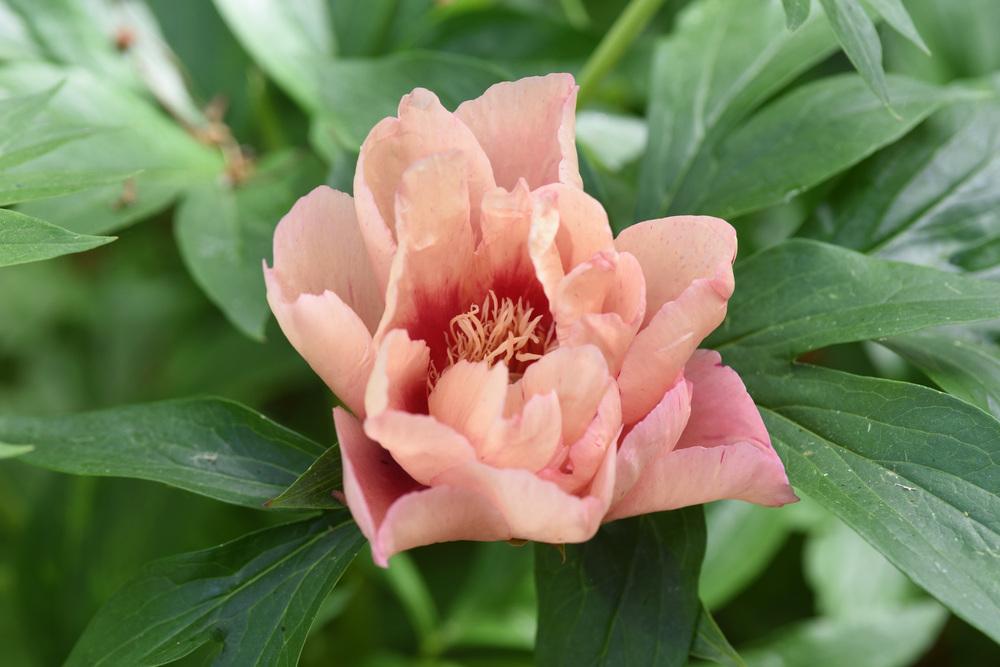 Photo of Itoh Peony (Paeonia 'Callie's Memory') uploaded by cliftoncat