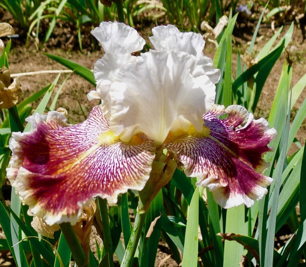 Photo of Tall Bearded Iris (Iris 'Wonders Never Cease') uploaded by janwax