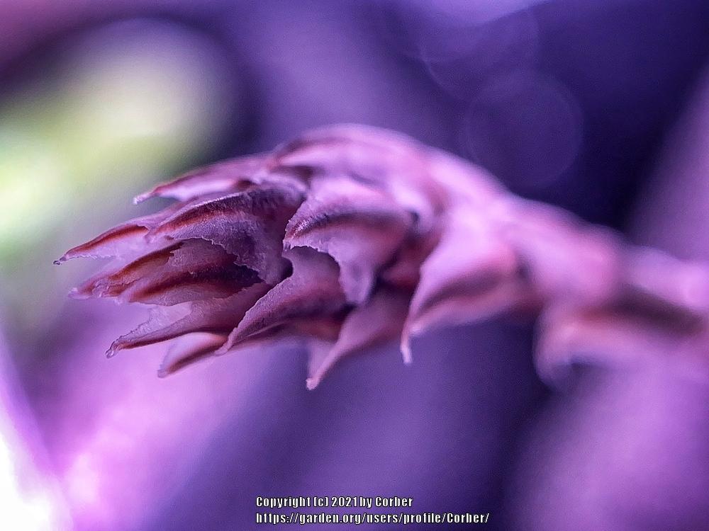 Photo of Horse's Teeth (Haworthia truncata) uploaded by Corber