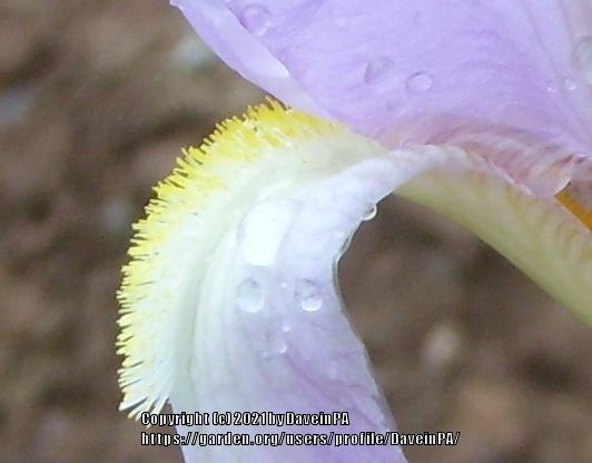 Photo of Tall Bearded Iris (Iris 'Graziella') uploaded by DaveinPA