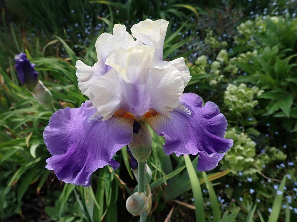 Photo of Tall Bearded Iris (Iris 'In Your Dreams') uploaded by Vals_Garden
