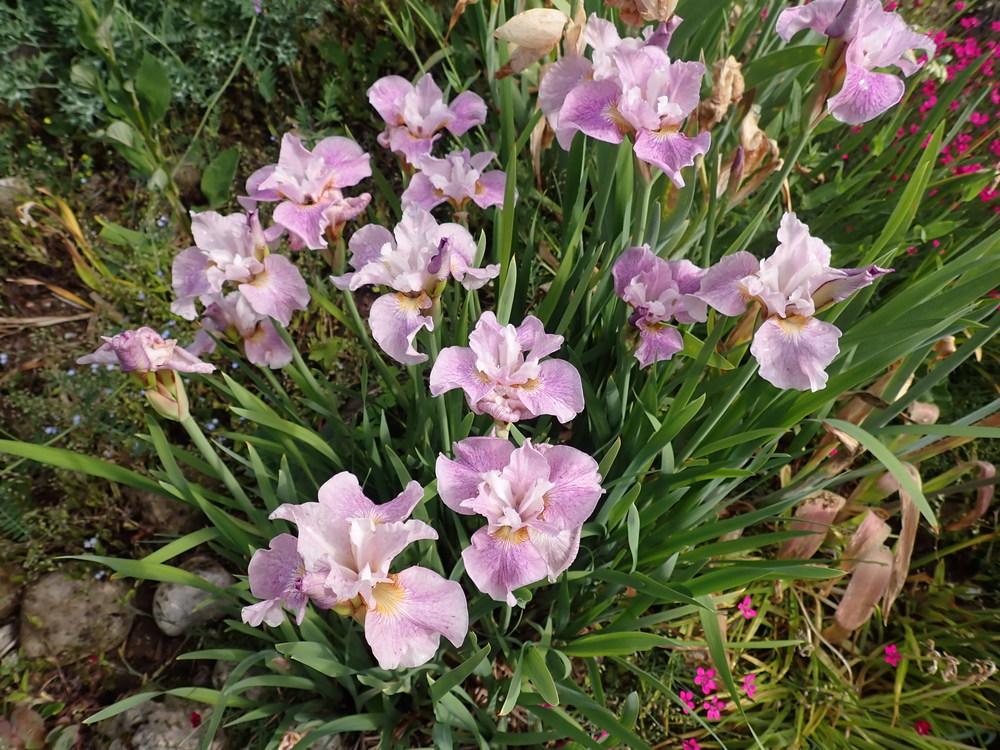 Photo of Siberian Iris (Iris 'Jack's Health') uploaded by Vals_Garden
