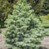 Abies concolor 'Archer's Dwarf' - This tree was only planted ~1 1