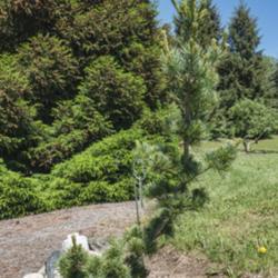 Location: Harper Collection, Hidden Lake Gardens, Michigan (Unlabeled bed adjacent to the Conservatory service drive)
Date: 2021-05-29
Pinus parviflora 'Aoi' - A very young specimen, planted 2018.