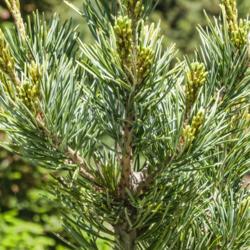 Location: Harper Collection, Hidden Lake Gardens, Michigan
Date: 2021-05-29
Pinus parviflora 'Aoi' - A mix of older needles and new ones