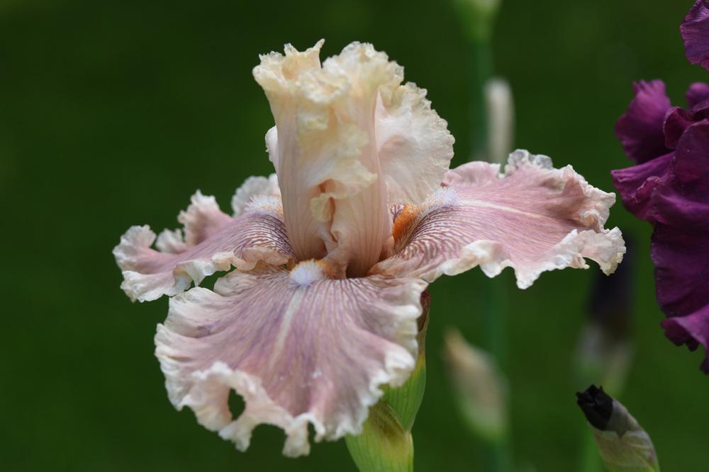 Photo of Tall Bearded Iris (Iris 'In a Kiss') uploaded by cliftoncat