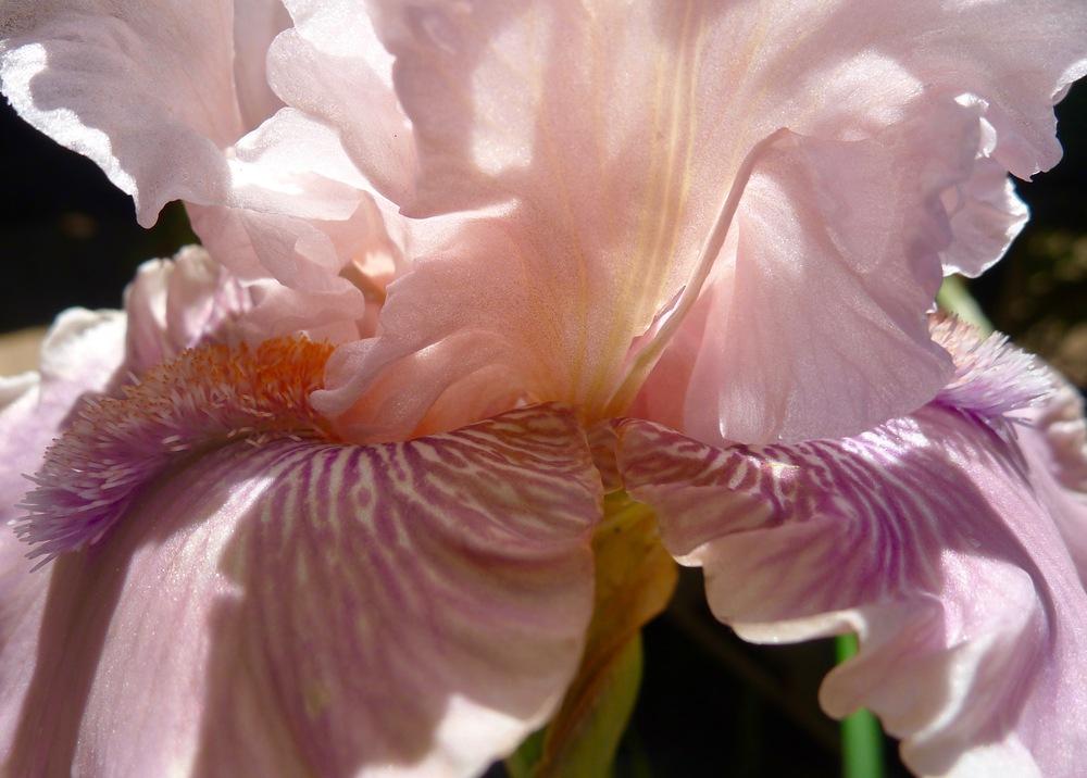 Photo of Tall Bearded Iris (Iris 'Magic Trick') uploaded by janwax