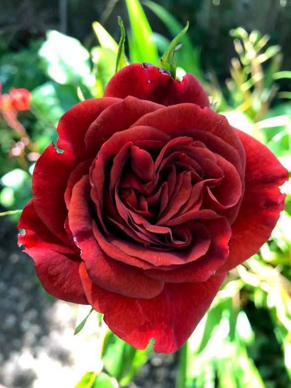 Photo of Rose (Rosa 'Brown Velvet') uploaded by pmpauley