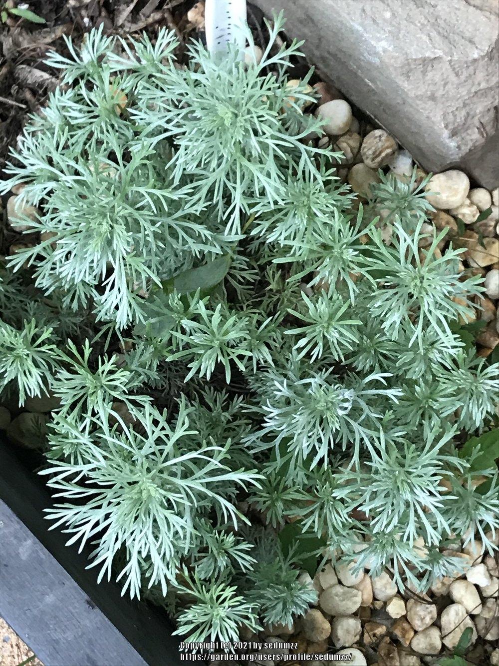 Photo of Silvermound Artemisia (Artemisia schmidtiana 'Silver Mound') uploaded by sedumzz