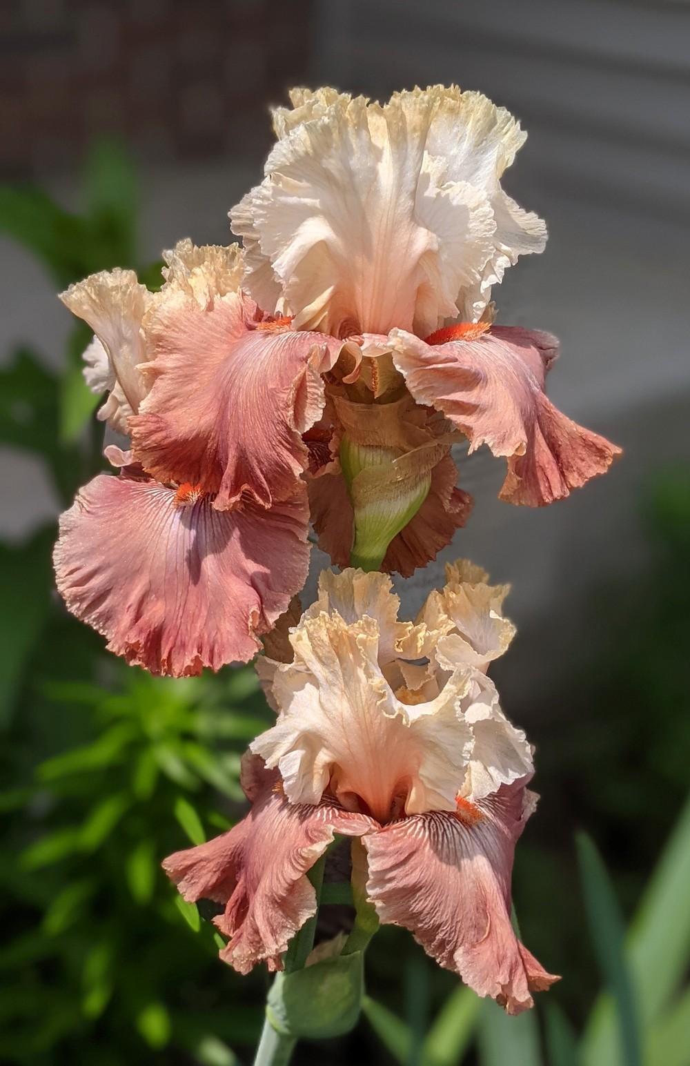 Photo of Tall Bearded Iris (Iris 'Champagne and Strawberries') uploaded by Artsee1