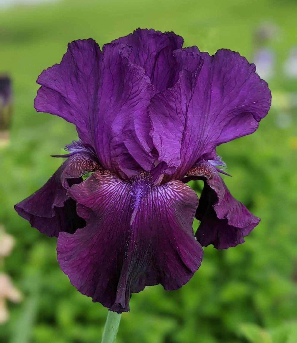 Photo of Tall Bearded Iris (Iris 'Batman') uploaded by Artsee1
