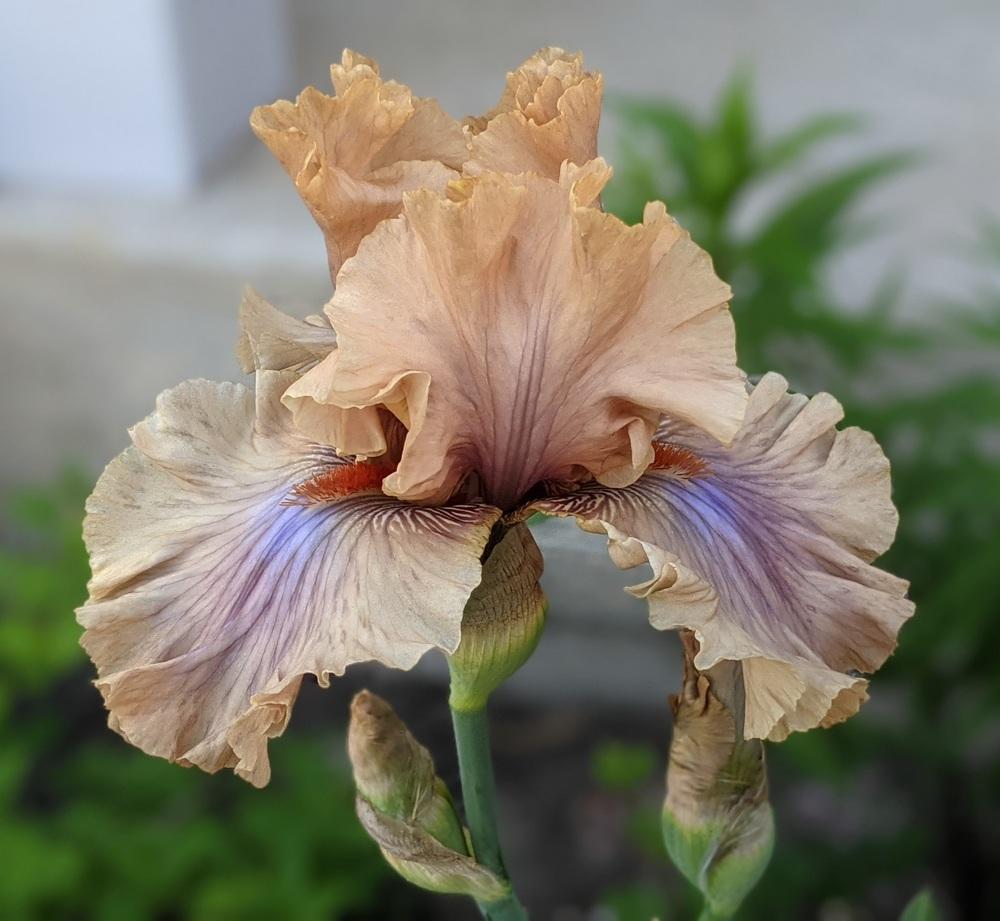 Photo of Tall Bearded Iris (Iris 'Coffee Trader') uploaded by Artsee1