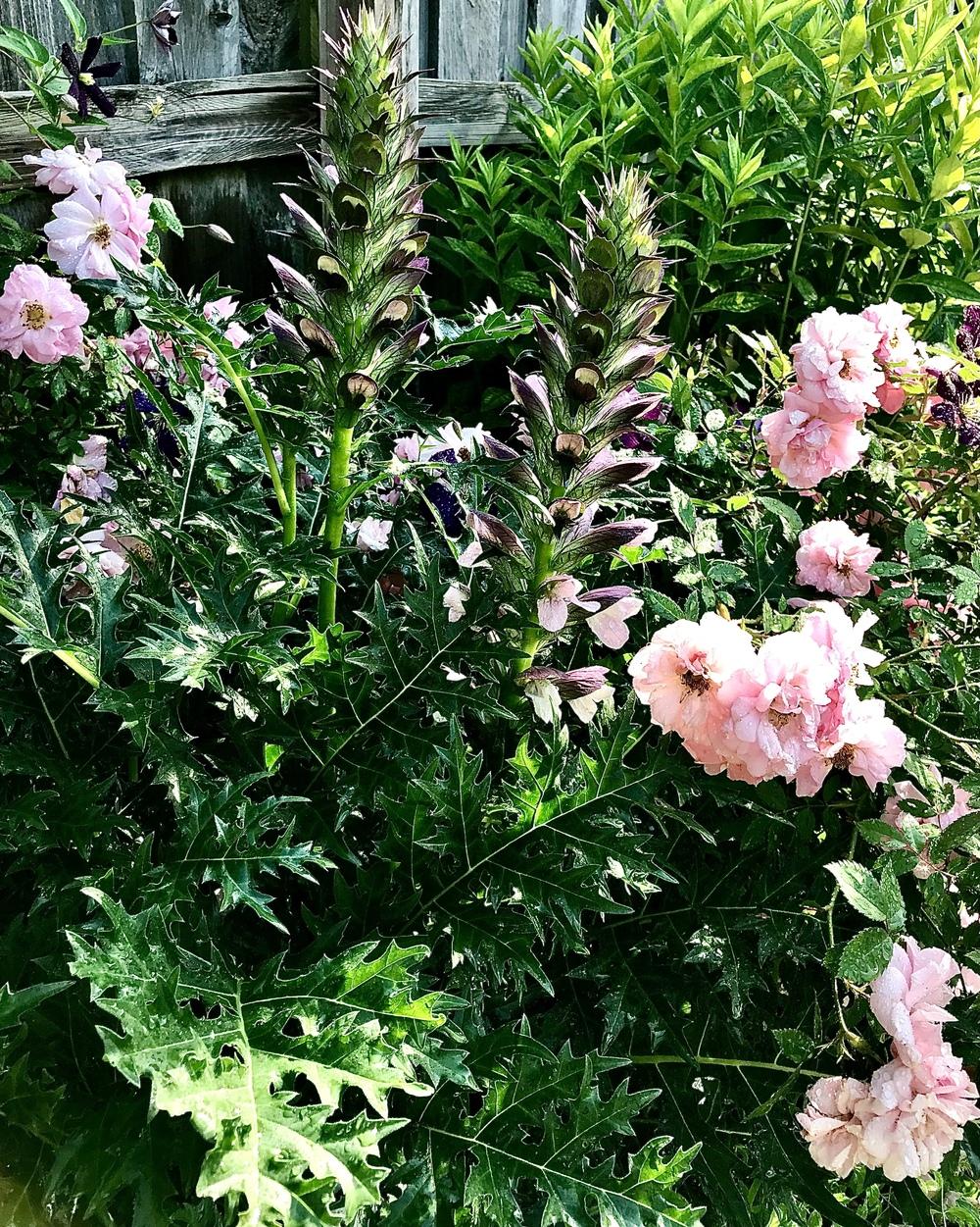 Photo of Bear's Breeches (Acanthus spinosus) uploaded by BeautifulRoots
