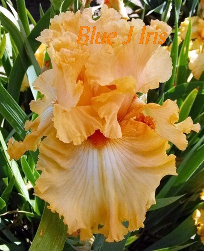 Photo of Tall Bearded Iris (Iris 'Orange Juice') uploaded by DaylilySLP